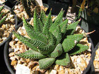 Haworthia limifolia