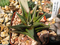 Haworthia limifolia