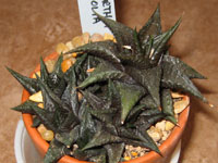 Haworthia limifolia