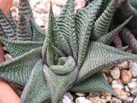 Haworthia limifolia