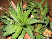 Haworthia limifolia