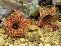 huernia loeseneriana