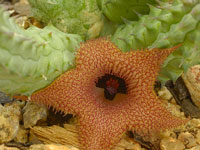 huernia longii