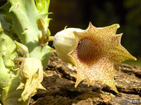 Huernia longituba