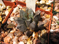 Haworthia maraisii