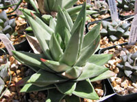 Haworthia marginata