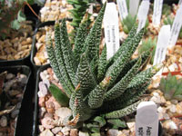 Haworthia minima