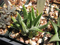 Haworthia minima