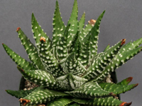 Haworthia minima