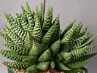 Haworthia minima