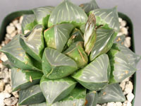 Haworthia mutica