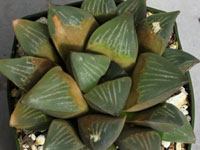 Haworthia mutica