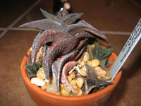 Haworthia nigra