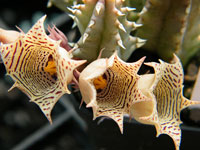 huernia nouhuysii