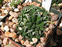 Haworthia parksiana