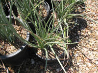 Hesperaloe parviflora