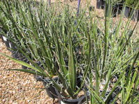 Hesperaloe parviflora