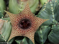 huernia piersii