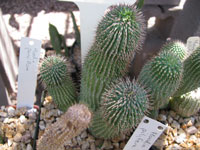 Hoodia pilifera