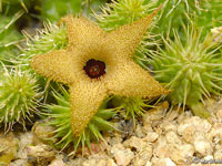 Huernia pillansii