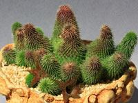 Huernia pillansii