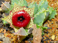 Huernia plowesii