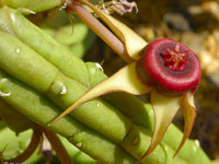 huernia procumbens