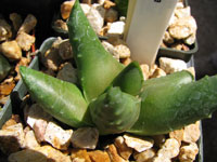 Haworthia pumila