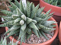 Haworthia pumila