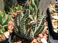 Haworthia pumila