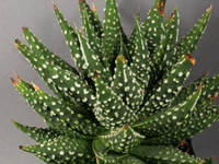 Haworthia pumila