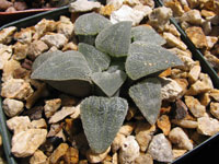 Haworthia pygmaea