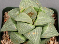 Haworthia pygmaea