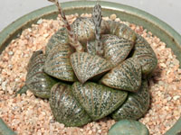 Haworthia pygmaea