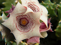 huernia quinta