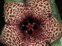 huernia recondita