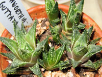 Haworthia reticulata