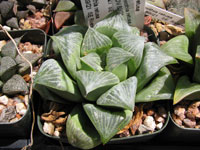 Haworthia retusa