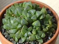 Haworthia retusa