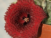 huernia saudiarabica