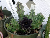 Huernia saudiarabica