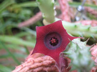 huernia schneiderana