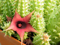 huernia schneideriana