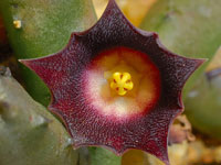 huernia similis