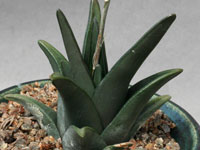 Haworthia sordida