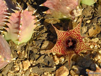 huernia stapeloides