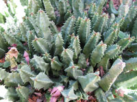 huernia striata