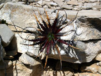 Hechtia texensis