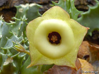 huernia thudichumi