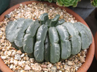 Haworthia truncata